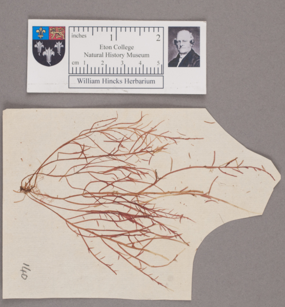 NHM_HH_1.140-2010 image NHM_HH_1.140-2010