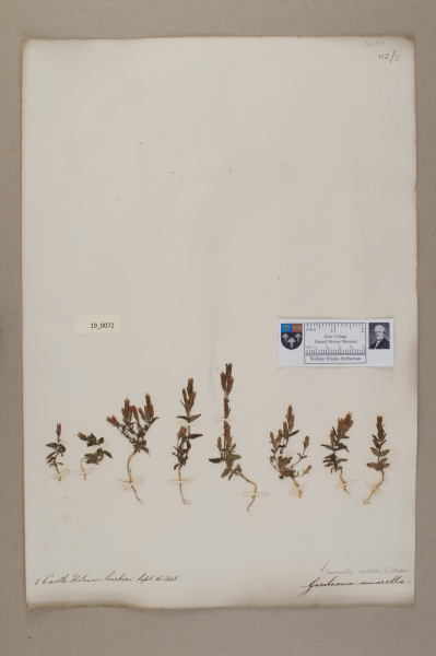 NHM_HH_19.72-2010 image NHM_HH_19.72-2010