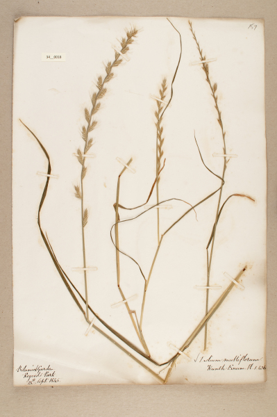 NHM_HH_34.18-2010 image NHM_HH_34.18-2010