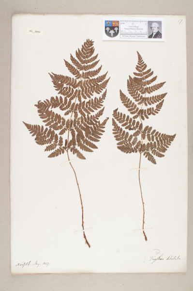 NHM_HH_5.52-2010 image NHM_HH_5.52-2010