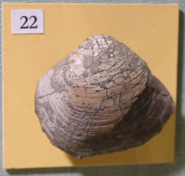 NHM.483-2017 image NHM.483-2017