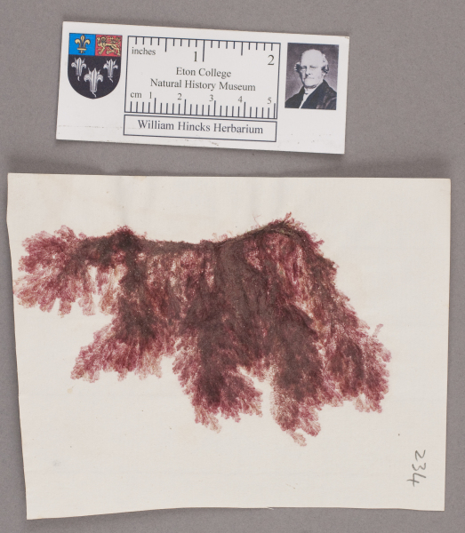 NHM_HH_1.234-2010 image NHM_HH_1.234-2010