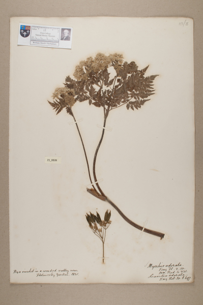 NHM_HH_21.28-2010 image NHM_HH_21.28-2010