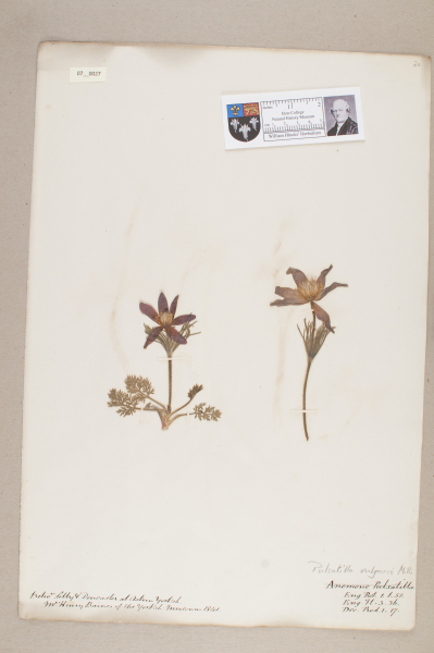 NHM_HH_7.27-2010 image NHM_HH_7.27-2010