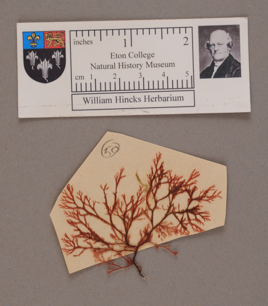 NHM_HH_1.50-2010 image NHM_HH_1.50-2010