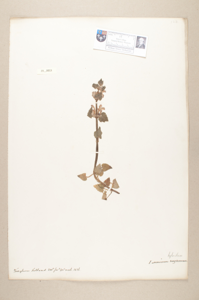 NHM_HH_23.13-2010 image NHM_HH_23.13-2010