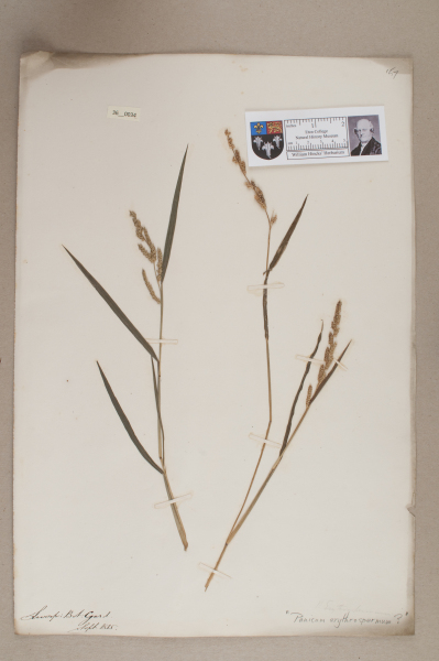 NHM_HH_36.34-2010 image NHM_HH_36.34-2010