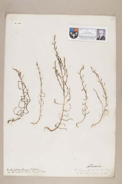 NHM_HH_8.37-2010 image NHM_HH_8.37-2010