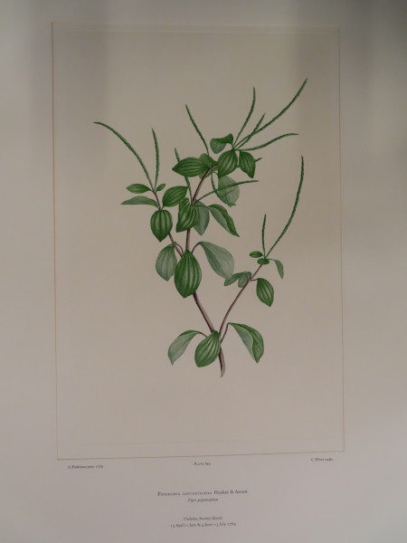 FDA-E.2916_30_19-2016-A image FDA-E.2916_30_19-2016-A