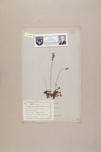 NHM_HH_10.47-2010 image NHM_HH_10.47-2010