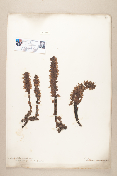 NHM_HH_24.23-2010 image NHM_HH_24.23-2010