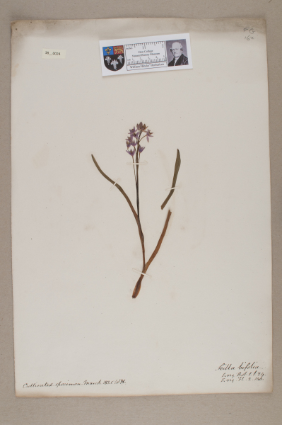 NHM_HH_38.24-2010 image NHM_HH_38.24-2010