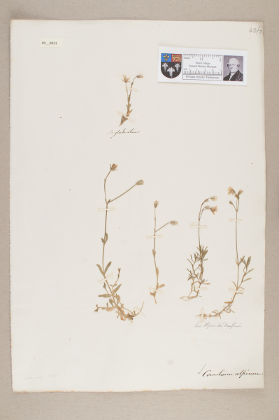 NHM_HH_9.31-2010 image NHM_HH_9.31-2010