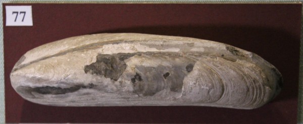 NHM.538-2017 image NHM.538-2017