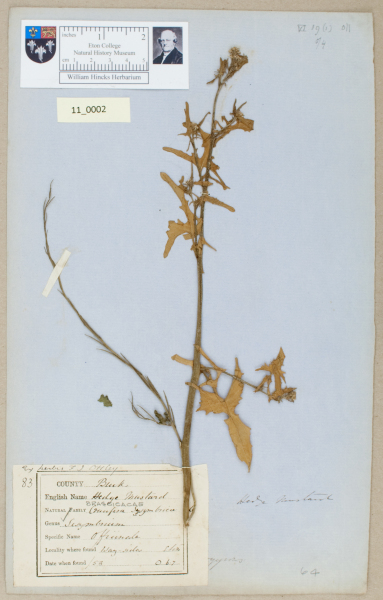 NHM_HH_11.2-2010 image NHM_HH_11.2-2010