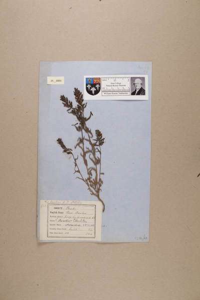 NHM_HH_25.81-2010 image NHM_HH_25.81-2010