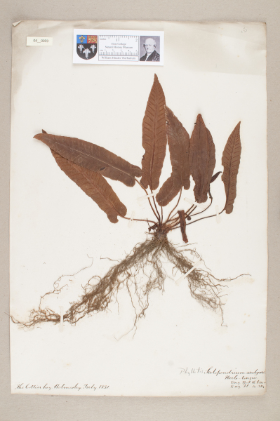 NHM_HH_4.59-2010 image NHM_HH_4.59-2010