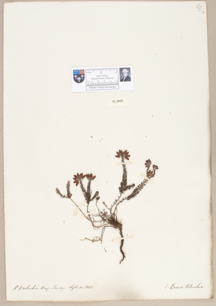 NHM_HH_12.20-2010 image NHM_HH_12.20-2010