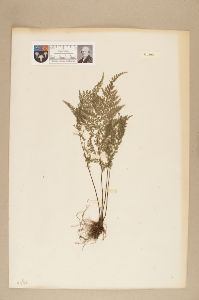 NHM_HH_41.1-2010 image NHM_HH_41.1-2010