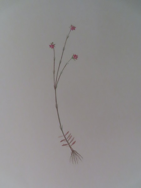 image FDA-E.2916_9_9-2016-A