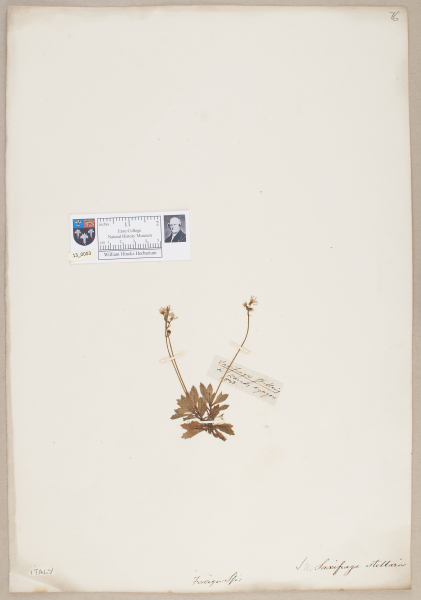 NHM_HH_13.3-2010 image NHM_HH_13.3-2010