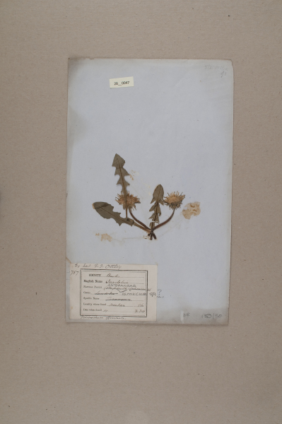 NHM_HH_28.47-2010 image NHM_HH_28.47-2010