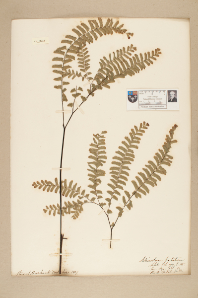 NHM_HH_41.33-2010 image NHM_HH_41.33-2010