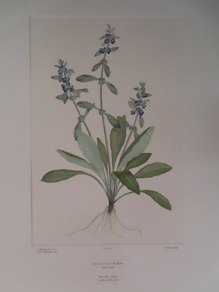 image FDA-E.2916_12_14-2016-A