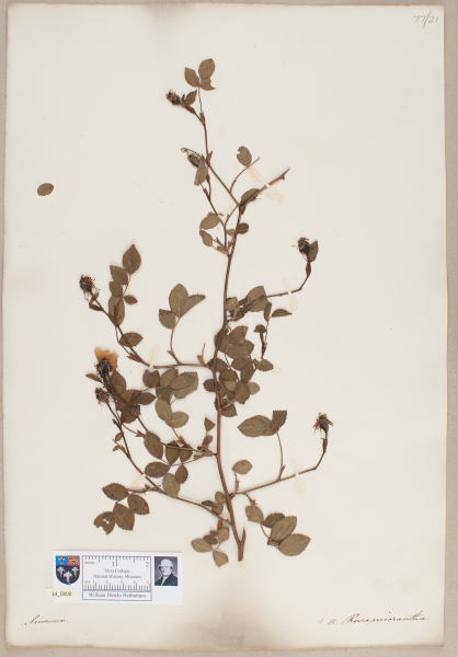 NHM_HH_14.8-2010 image NHM_HH_14.8-2010