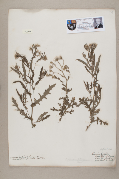 image NHM_HH_29.56-2010