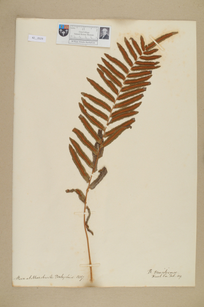 NHM_HH_42.123-2010 image NHM_HH_42.123-2010