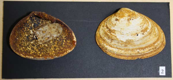 NHM-FT.2__-2016 image NHM-FT.2__-2016