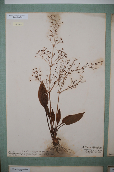 NHM_HH_30.7-2010 image NHM_HH_30.7-2010