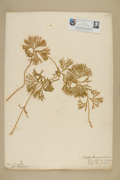 NHM_HH_42.66-2010 image NHM_HH_42.66-2010