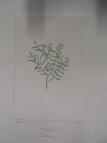 FDA-E.2916_17_12-2016-A image FDA-E.2916_17_12-2016-A