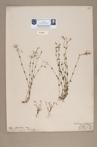 NHM_HH_18.28-2010 image NHM_HH_18.28-2010