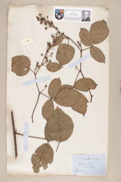 NHM_HH_43.7-2010 image NHM_HH_43.7-2010