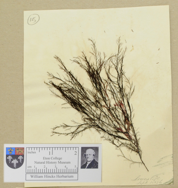 NHM_HH_1.15-2010 image NHM_HH_1.15-2010