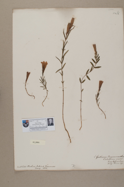 NHM_HH_19.81-2010 image NHM_HH_19.81-2010