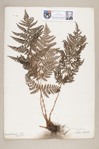 NHM_HH_5.61-2010 image NHM_HH_5.61-2010