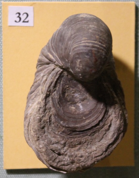 NHM.493-2017 image NHM.493-2017