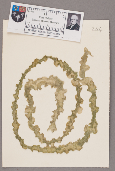 NHM_HH_1.244-2010 image NHM_HH_1.244-2010