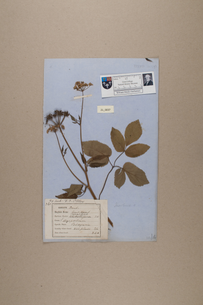 NHM_HH_21.37-2010 image NHM_HH_21.37-2010