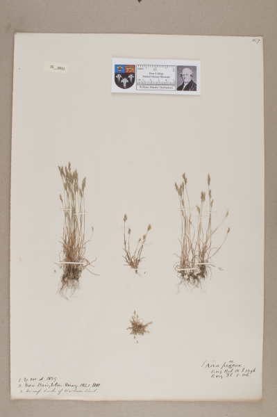 NHM_HH_35.31-2010 image NHM_HH_35.31-2010