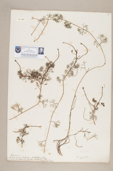 NHM_HH_7.37-2010 image NHM_HH_7.37-2010