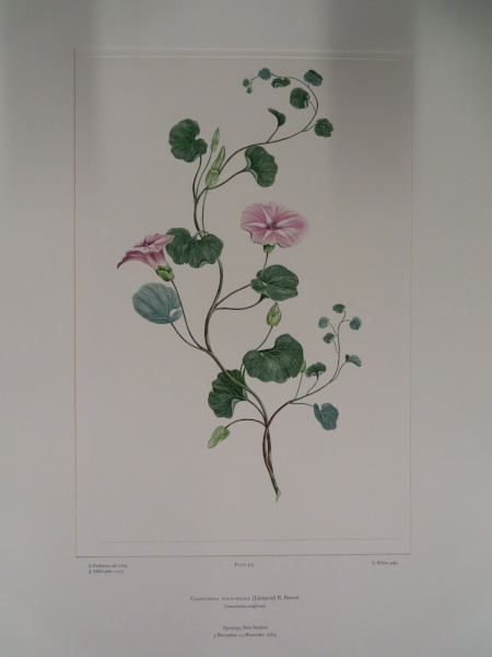 image FDA-E.2916_24_26-2016-A