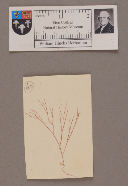 NHM_HH_1.60-2010 image NHM_HH_1.60-2010