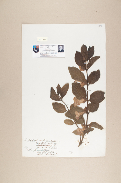 NHM_HH_23.22-2010 image NHM_HH_23.22-2010