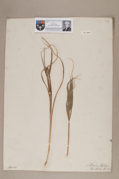 NHM_HH_36.43-2010 image NHM_HH_36.43-2010