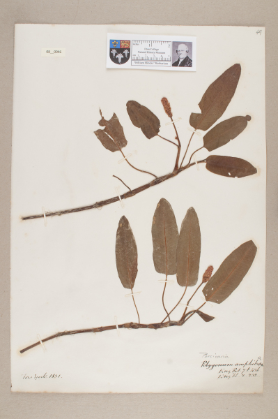 NHM_HH_8.46-2010 image NHM_HH_8.46-2010